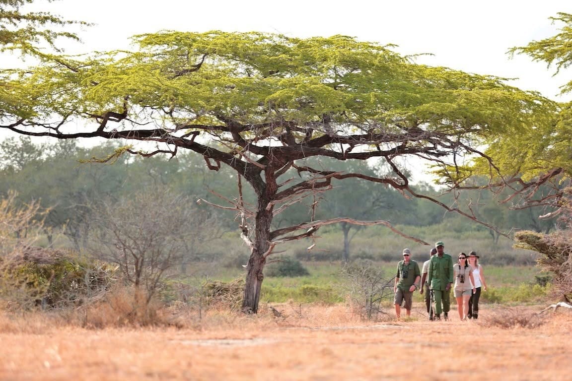 Walking safaris