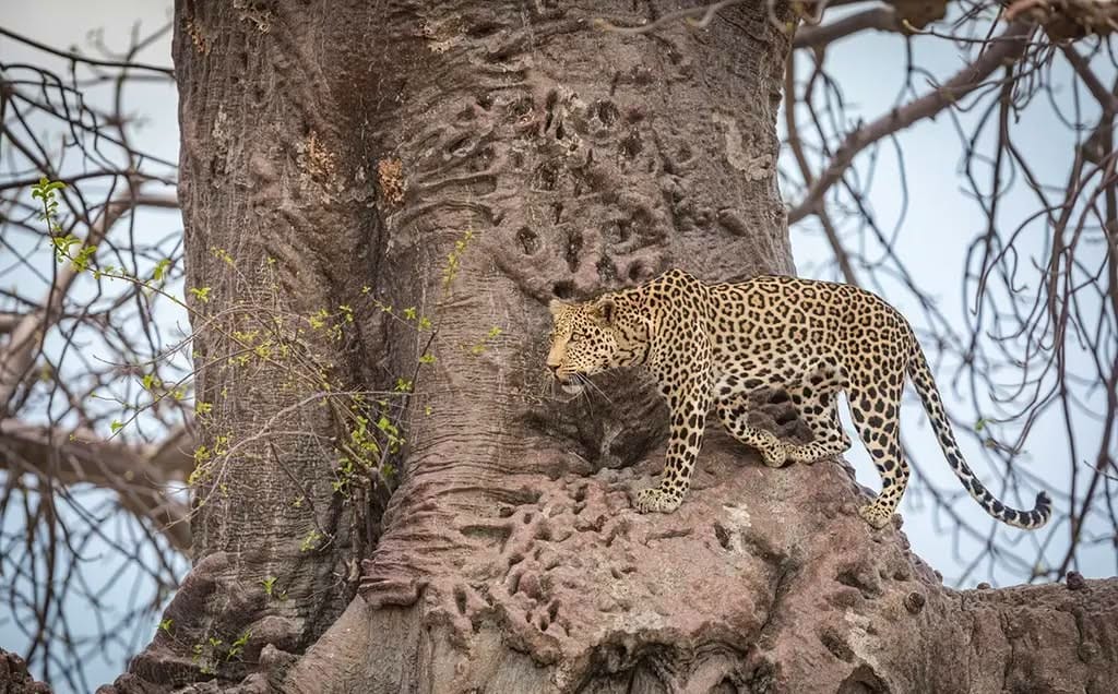 Wildlife