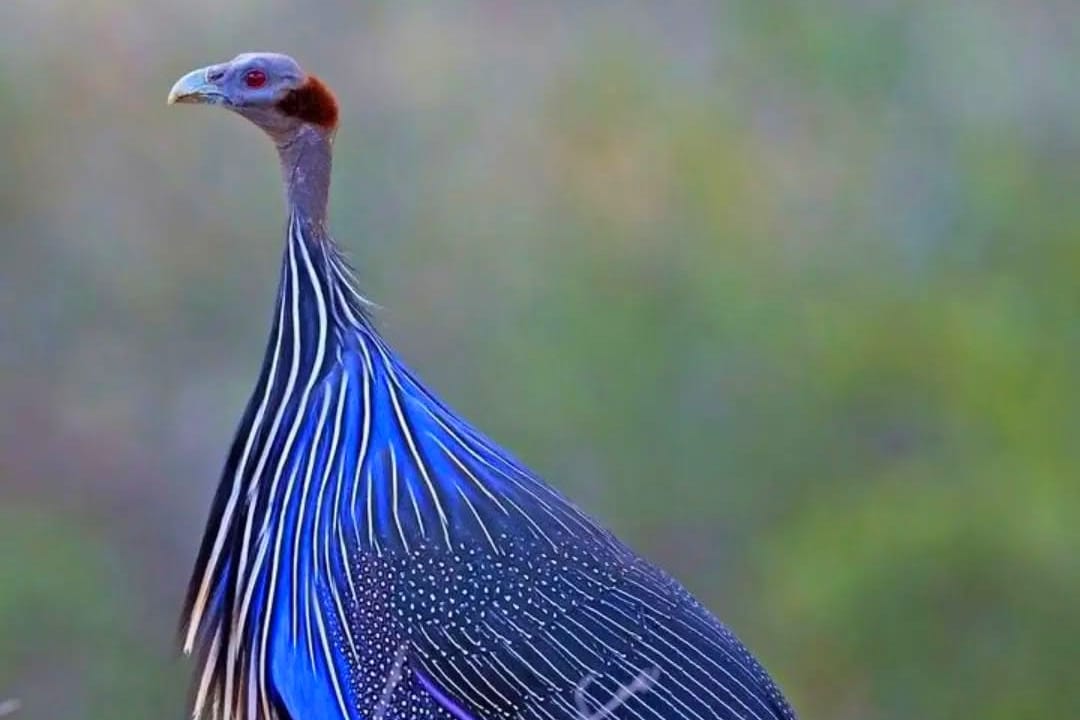 Birdwatching & Photography