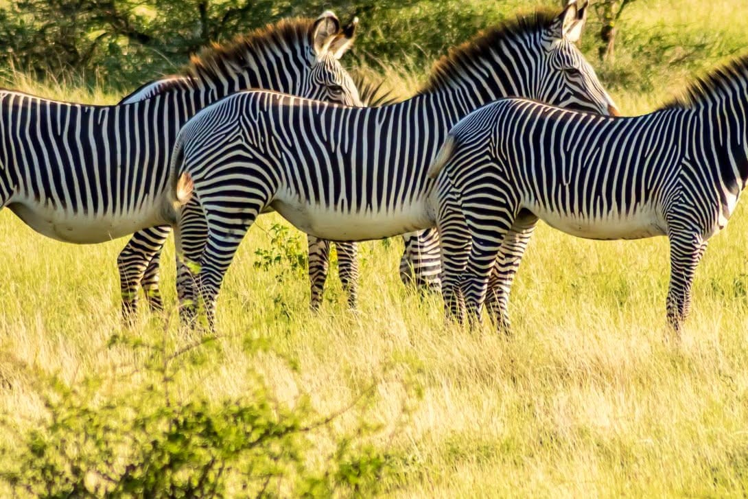 Game drives