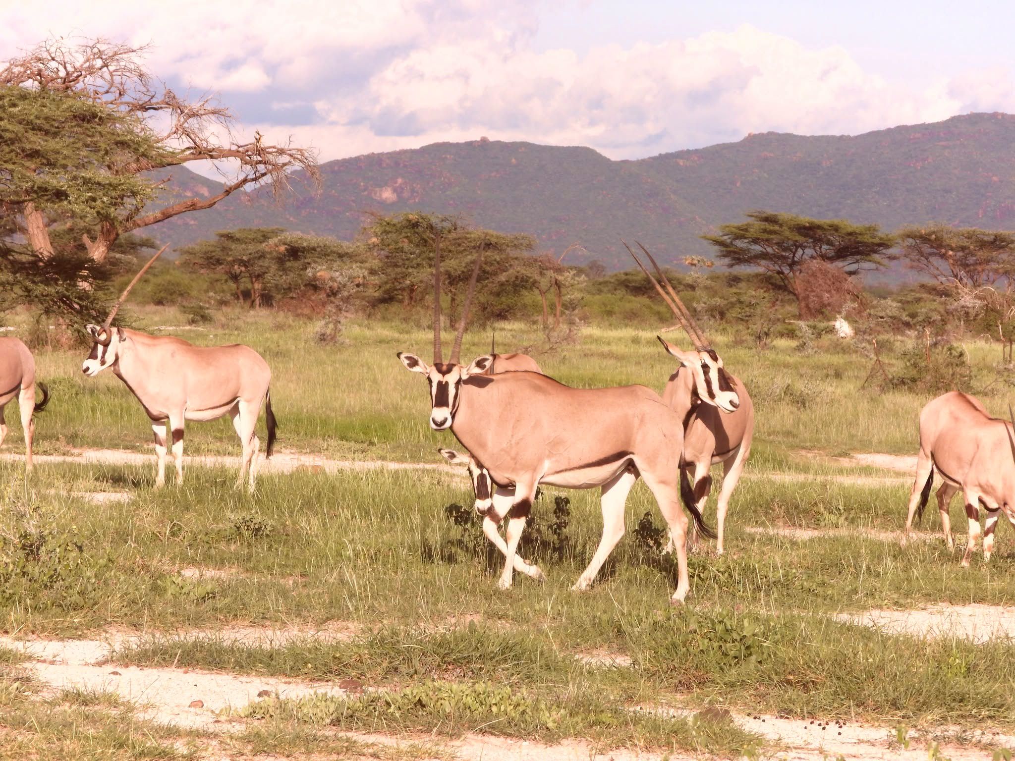 Rare wildlife encounters
