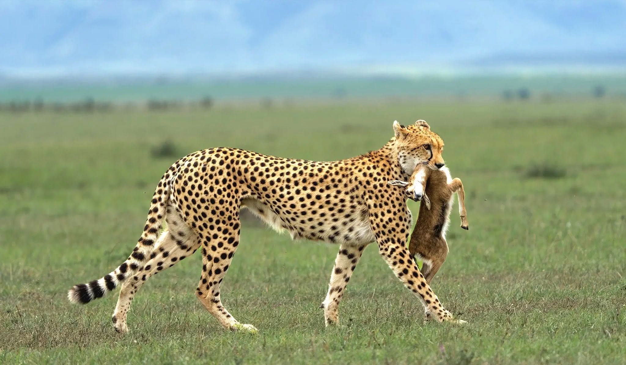 Predator encounters