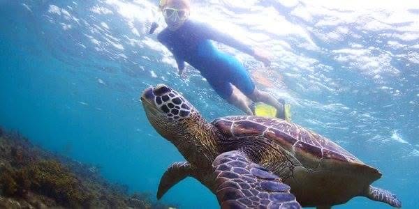 Snorkeling — A Vibrant Underwater Safari