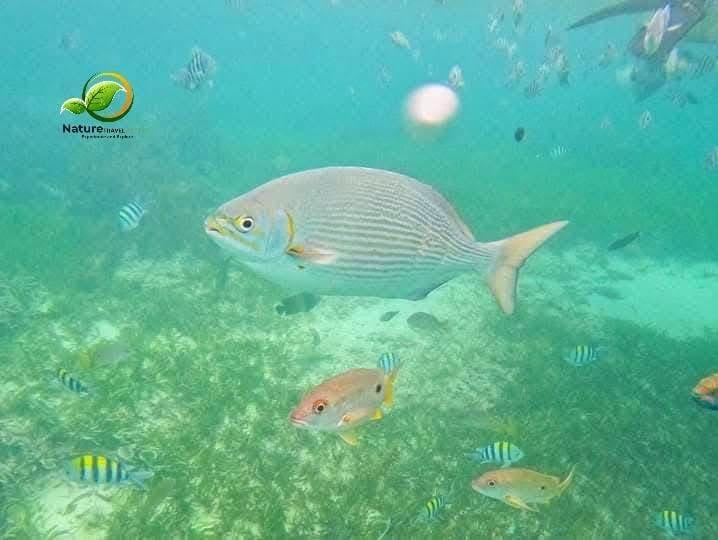 Snorkeling — A Vibrant Underwater Safari