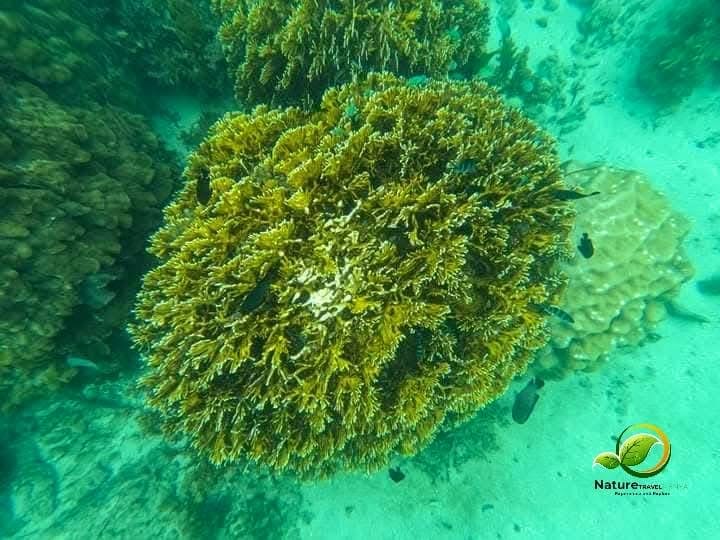 Snorkeling — A Vibrant Underwater Safari