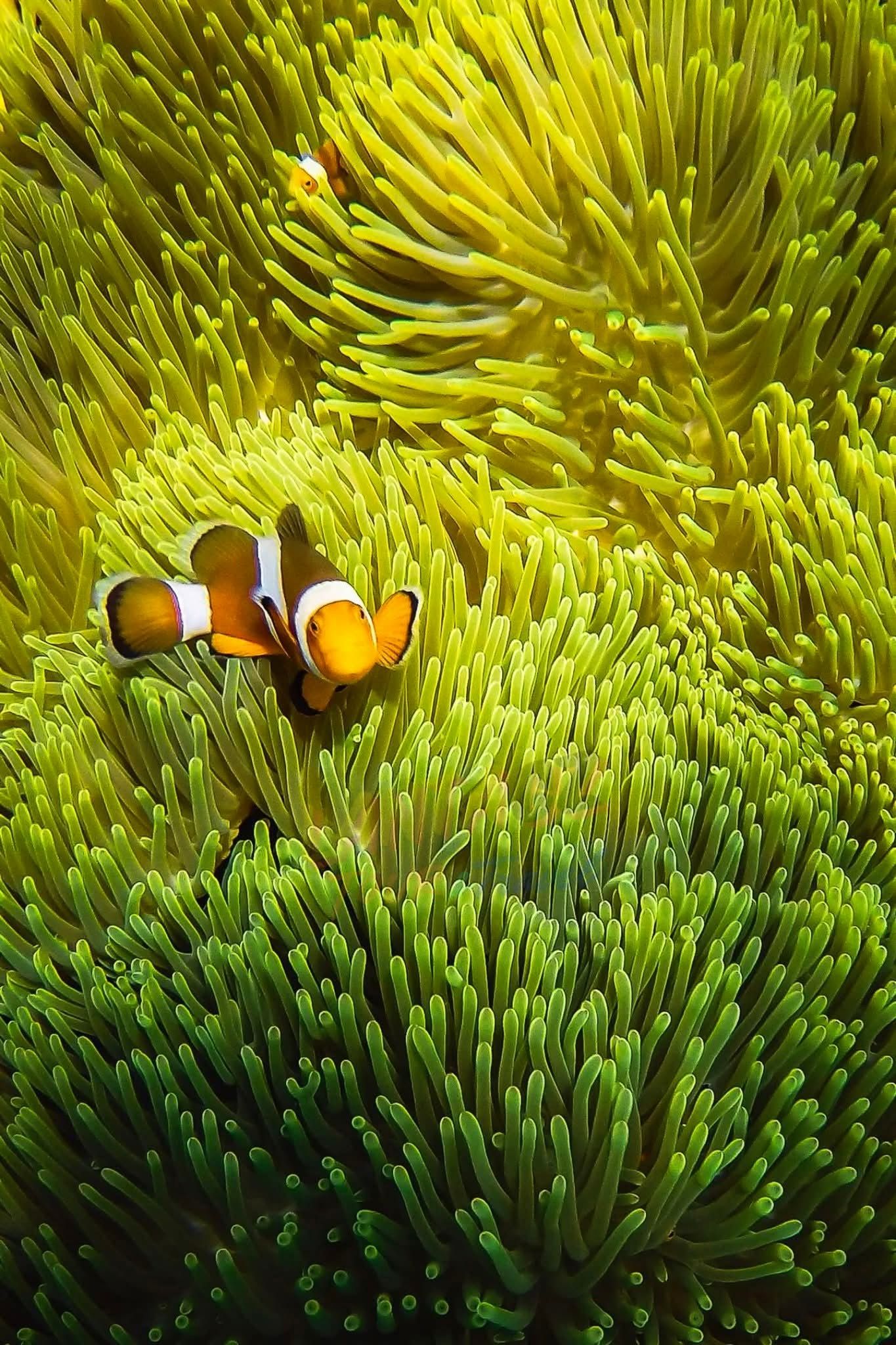Snorkeling — A Vibrant Underwater Safari