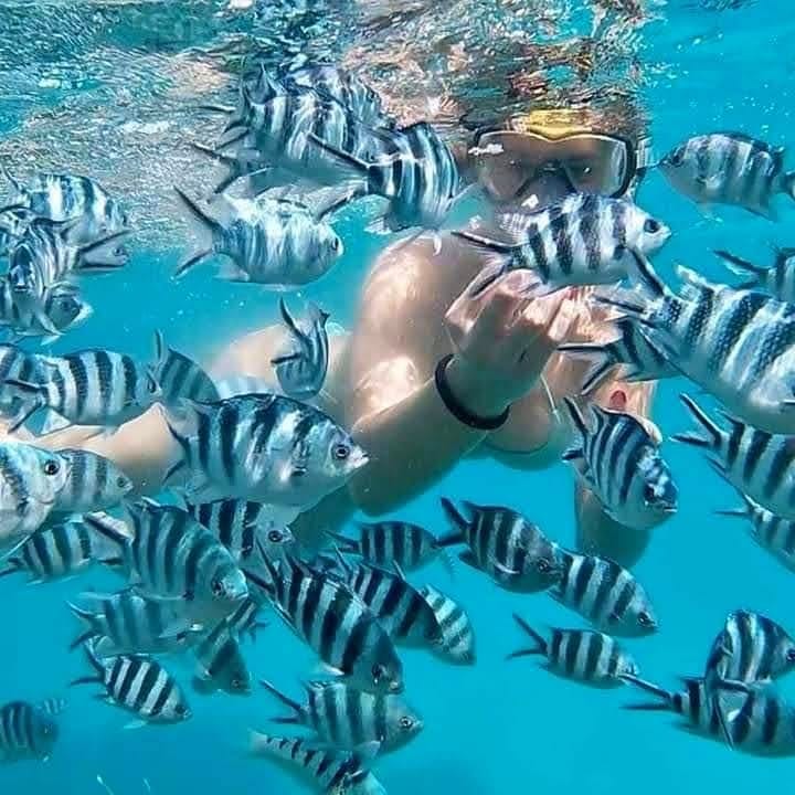 Snorkeling — A Vibrant Underwater Safari