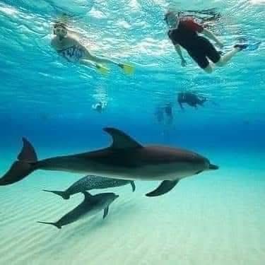 Snorkeling — A Vibrant Underwater Safari