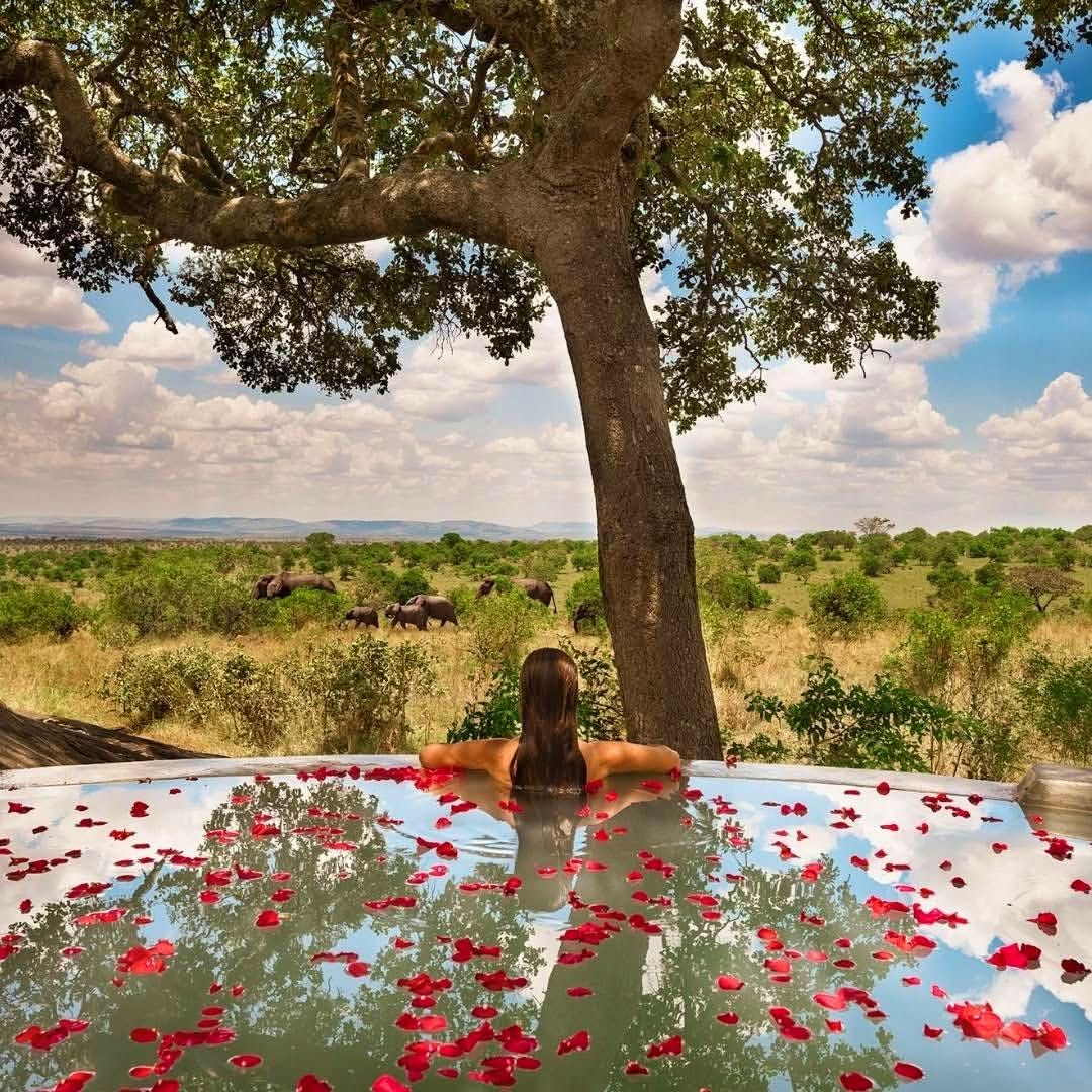Spa Treatments — Rejuvenation in the Wild
