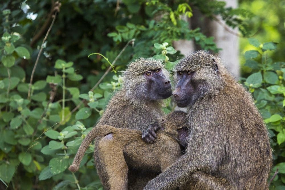 Wildlife of Tarangire
