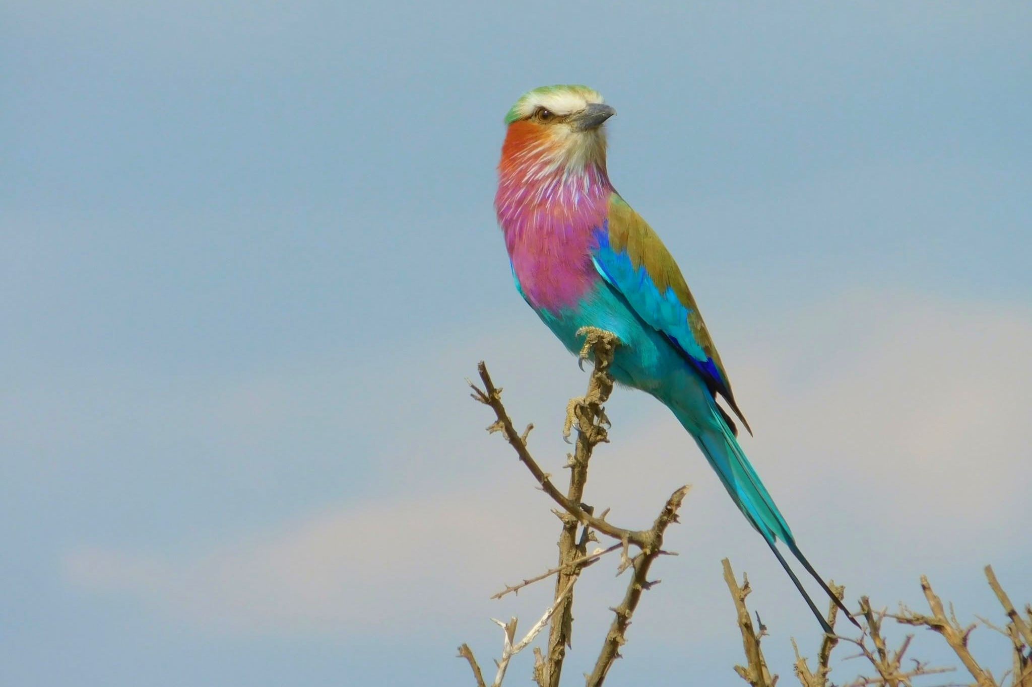 Birdwatching