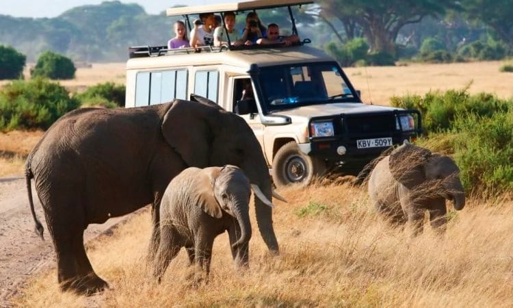 Game drives