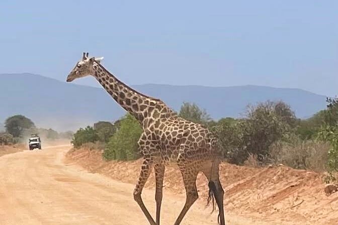 Untamed safari