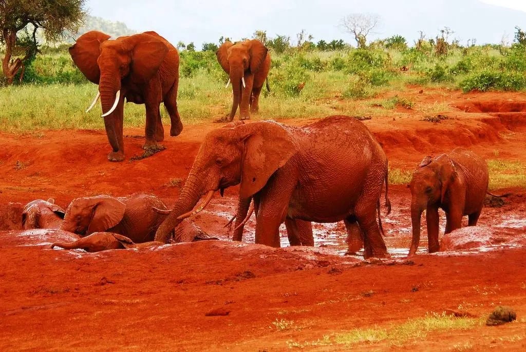 Red elephants