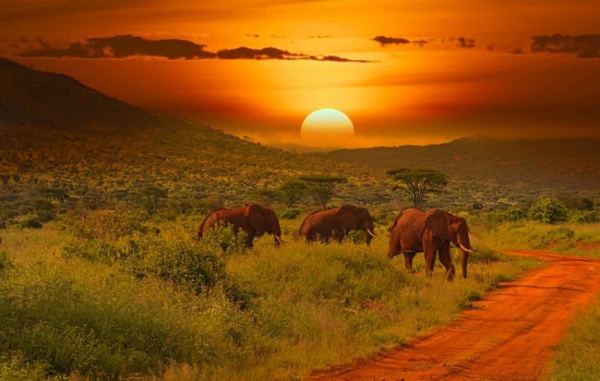 Scenic road safari