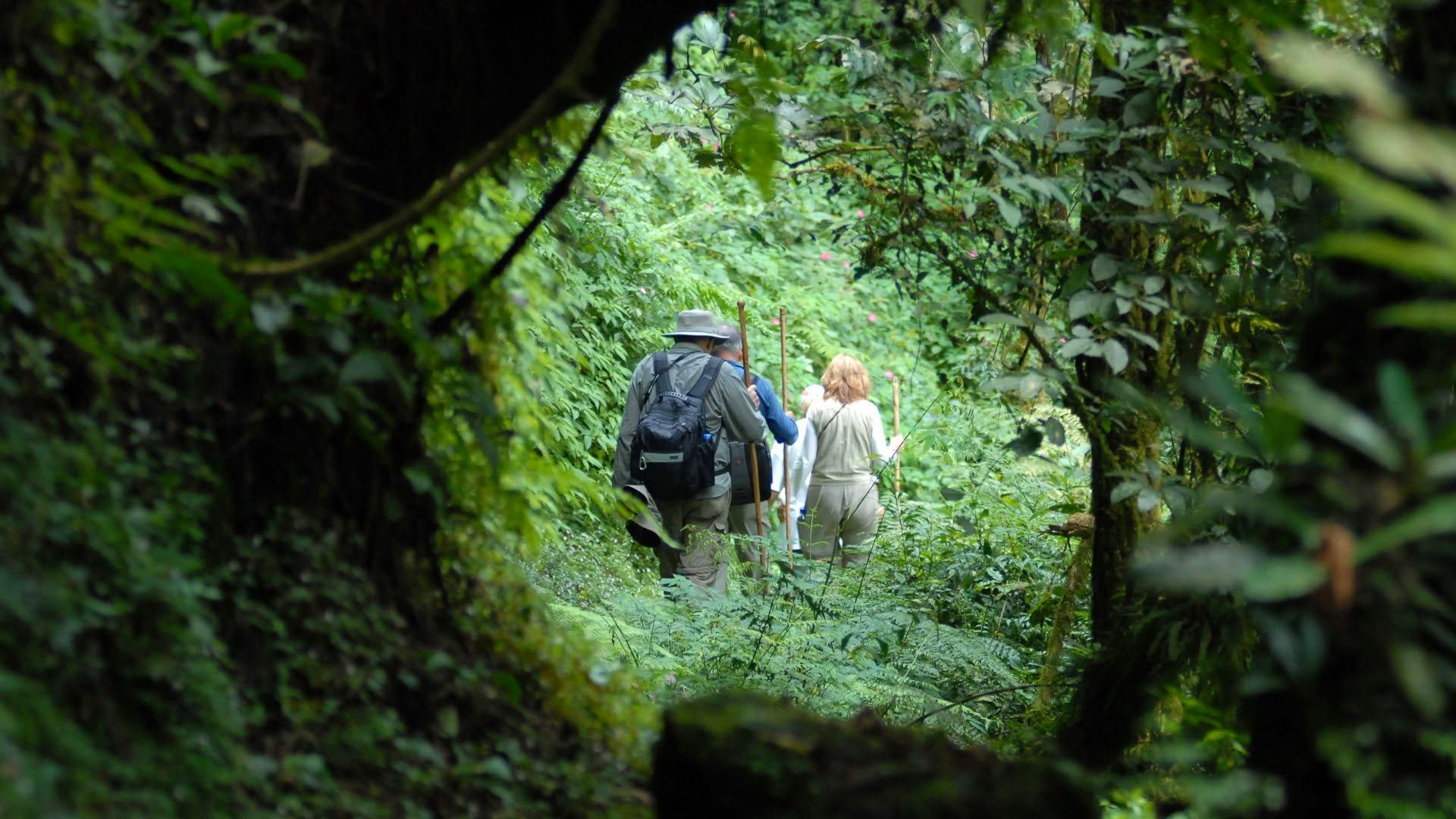 Dian Fossey hike