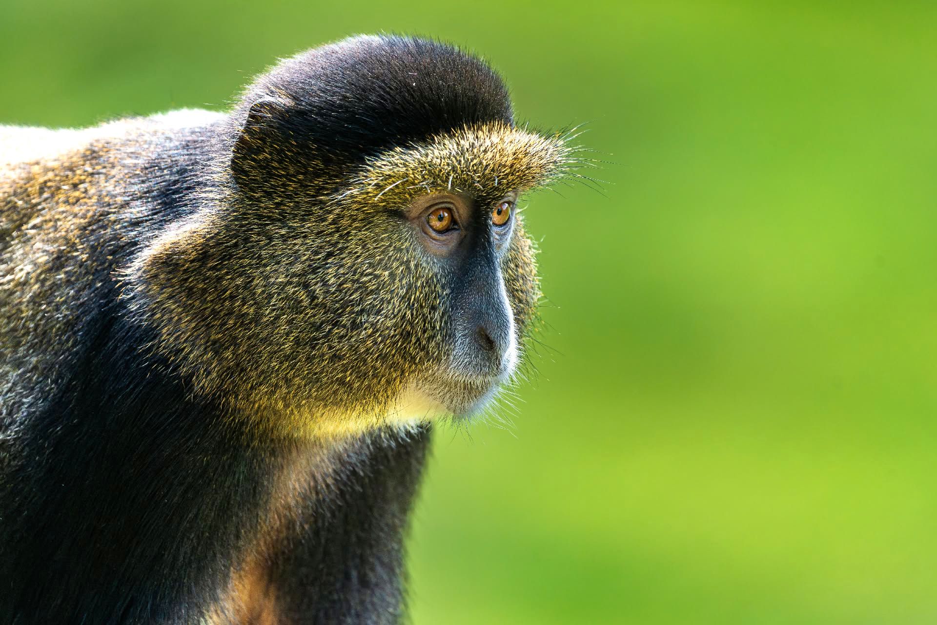 Golden monkey trek