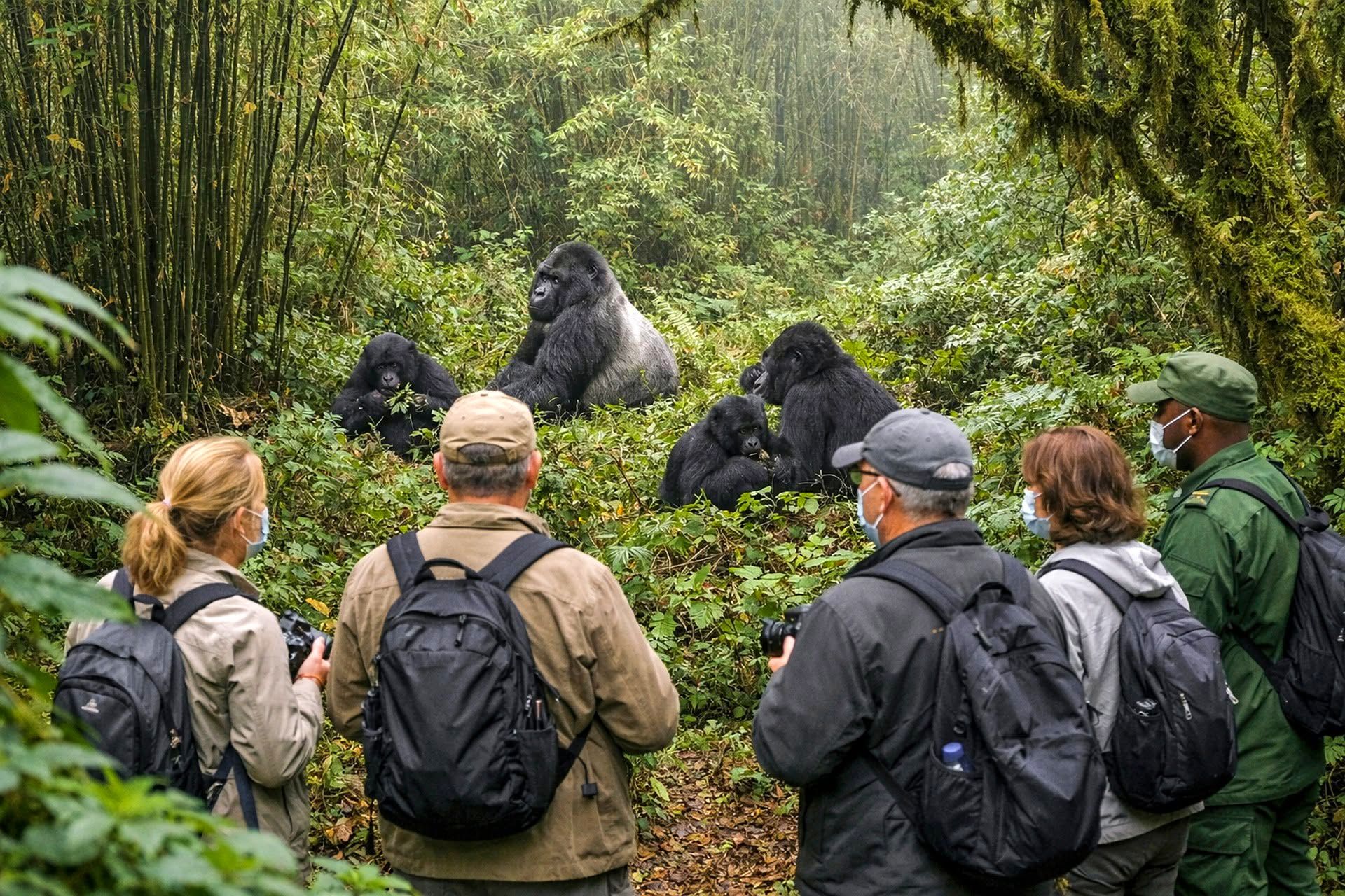 Gorilla trekking