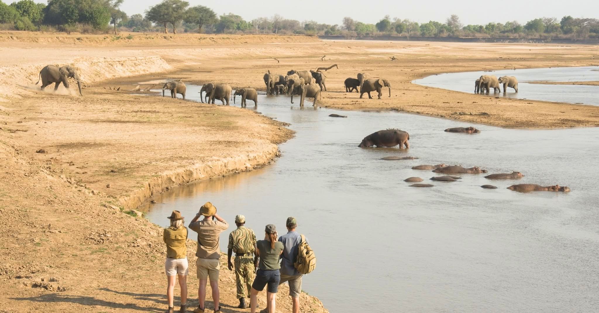 Guided Walking Safaris — A Thrilling Safari on Foot