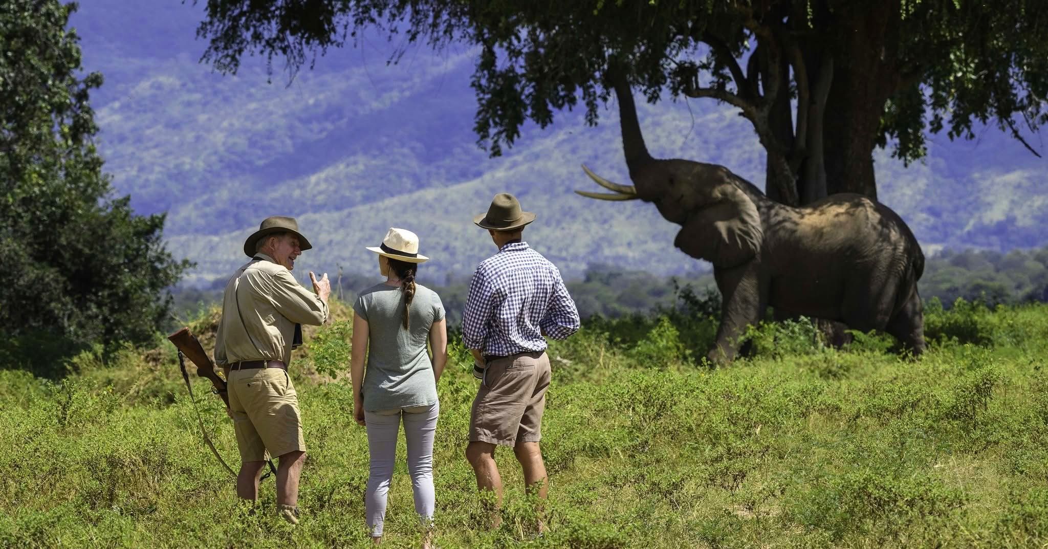 Guided Walking Safaris — A Thrilling Safari on Foot