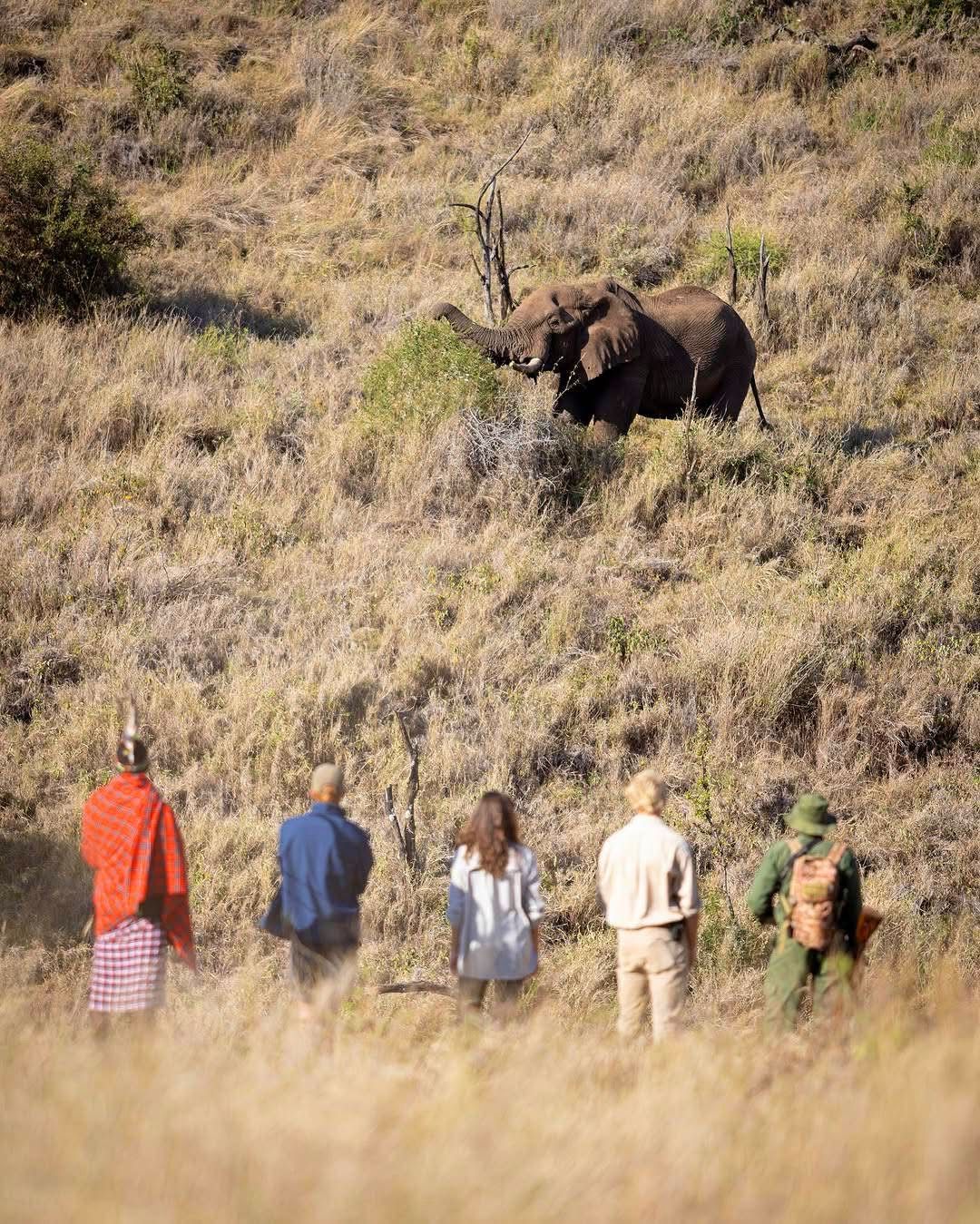 Guided Walking Safaris — A Thrilling Safari on Foot