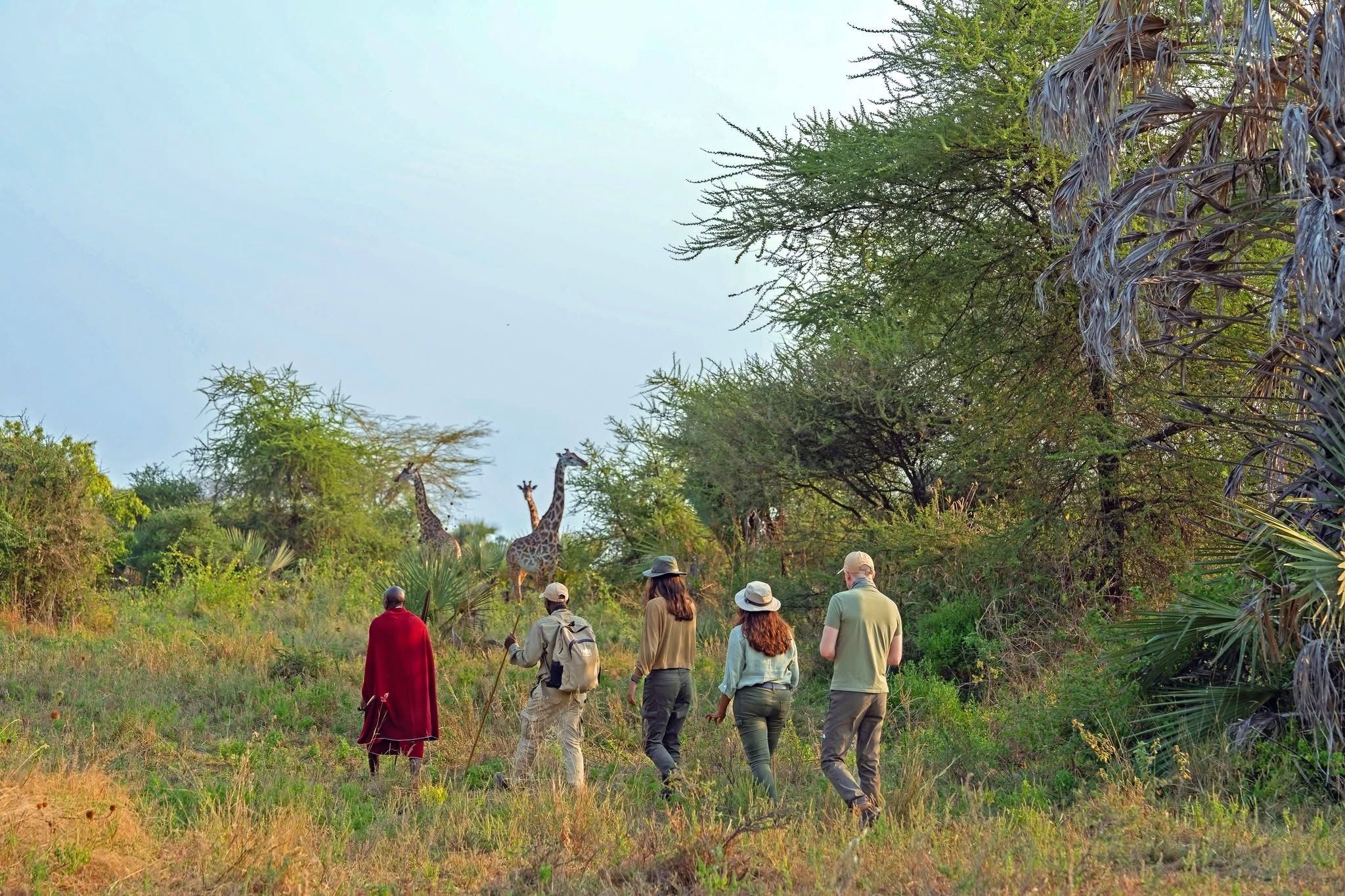 Guided Walking Safaris — A Thrilling Safari on Foot