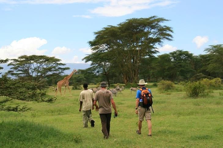Guided Walking Safaris — A Thrilling Safari on Foot