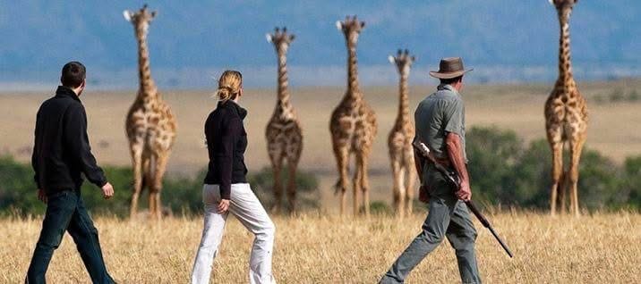 Guided Walking Safaris — A Thrilling Safari on Foot