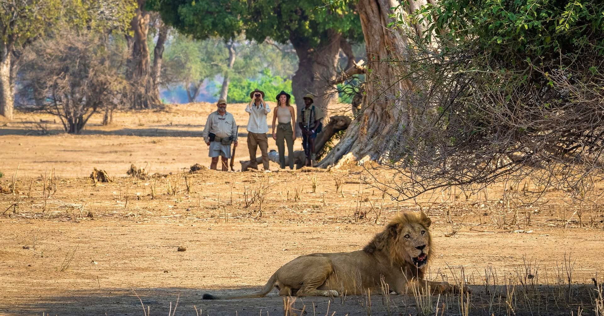Guided Walking Safaris — A Thrilling Safari on Foot