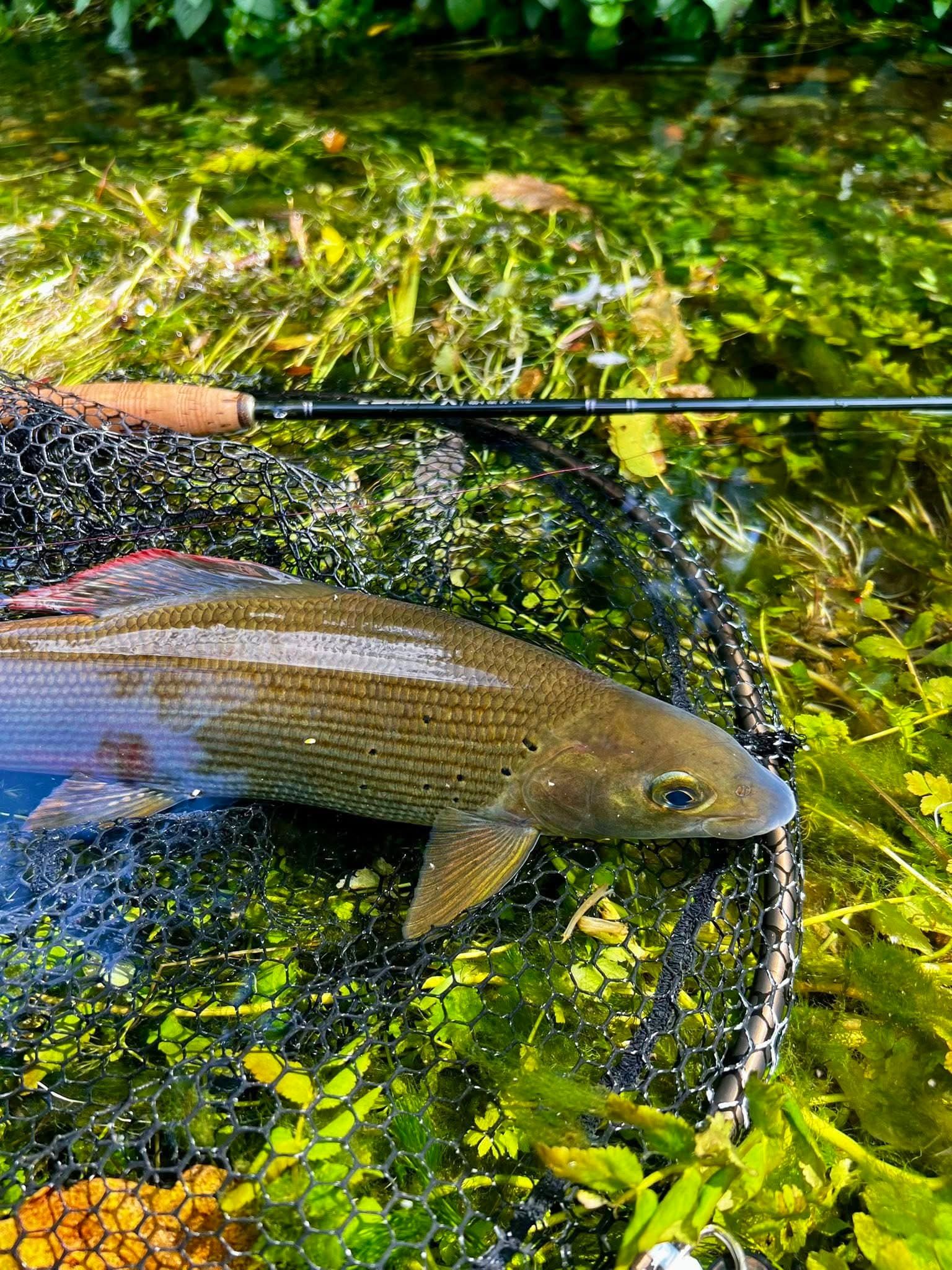 Wild Fishing — A Thrilling Aquatic Safari