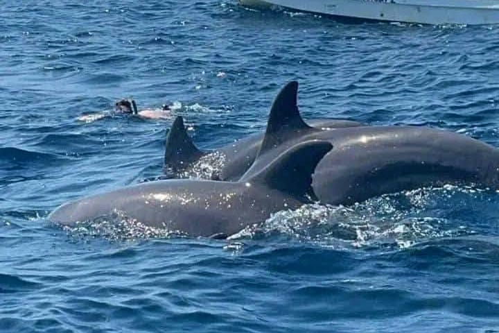 Dolphin watching