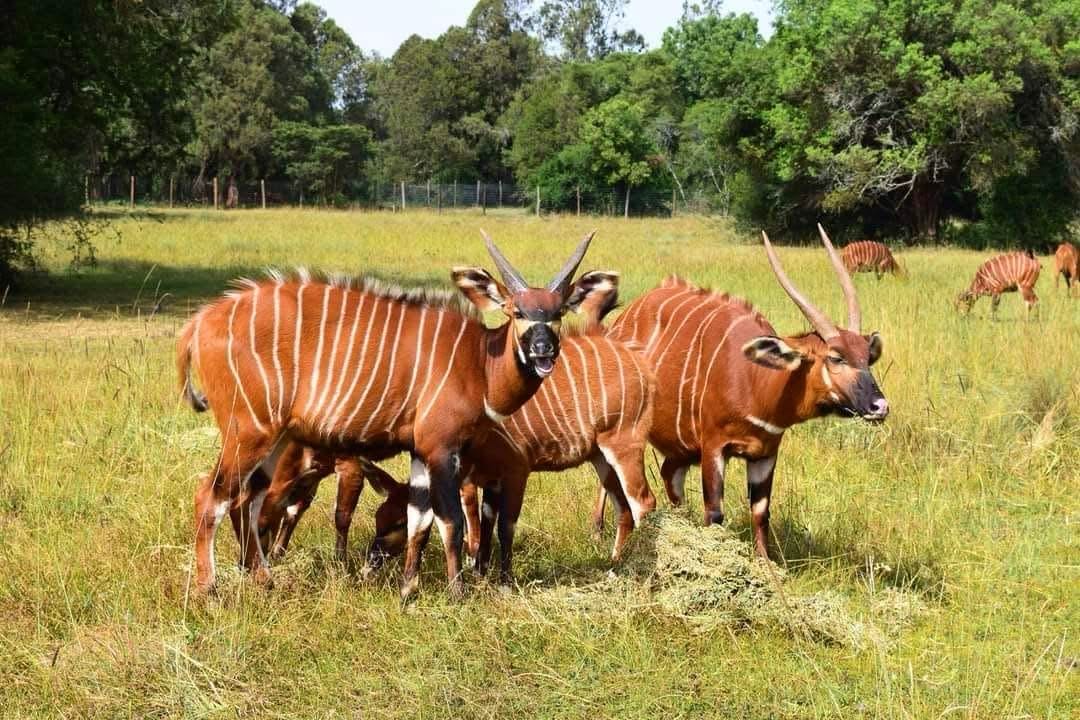 Authentic Culture and Adventure Safari 9 days/8 nights