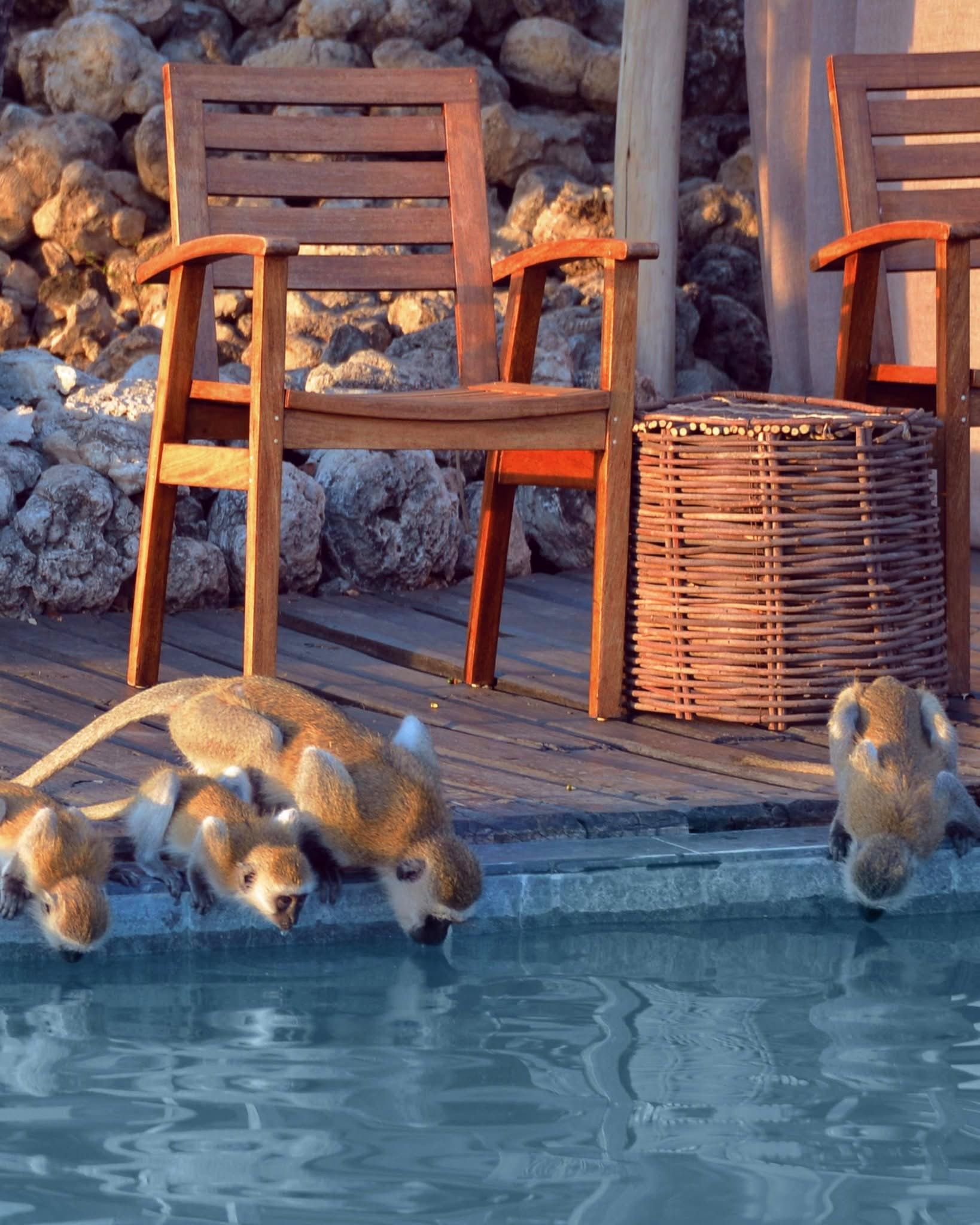 10 Days / 9 Nights Tanzania Luxury Safari