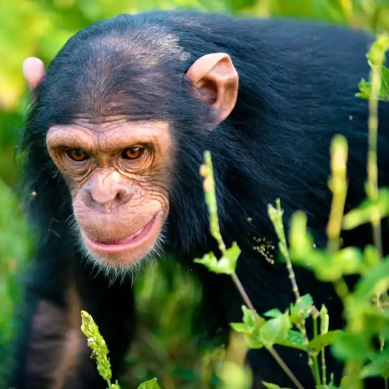 6 Days Primate & Gorilla Trekking — Uganda