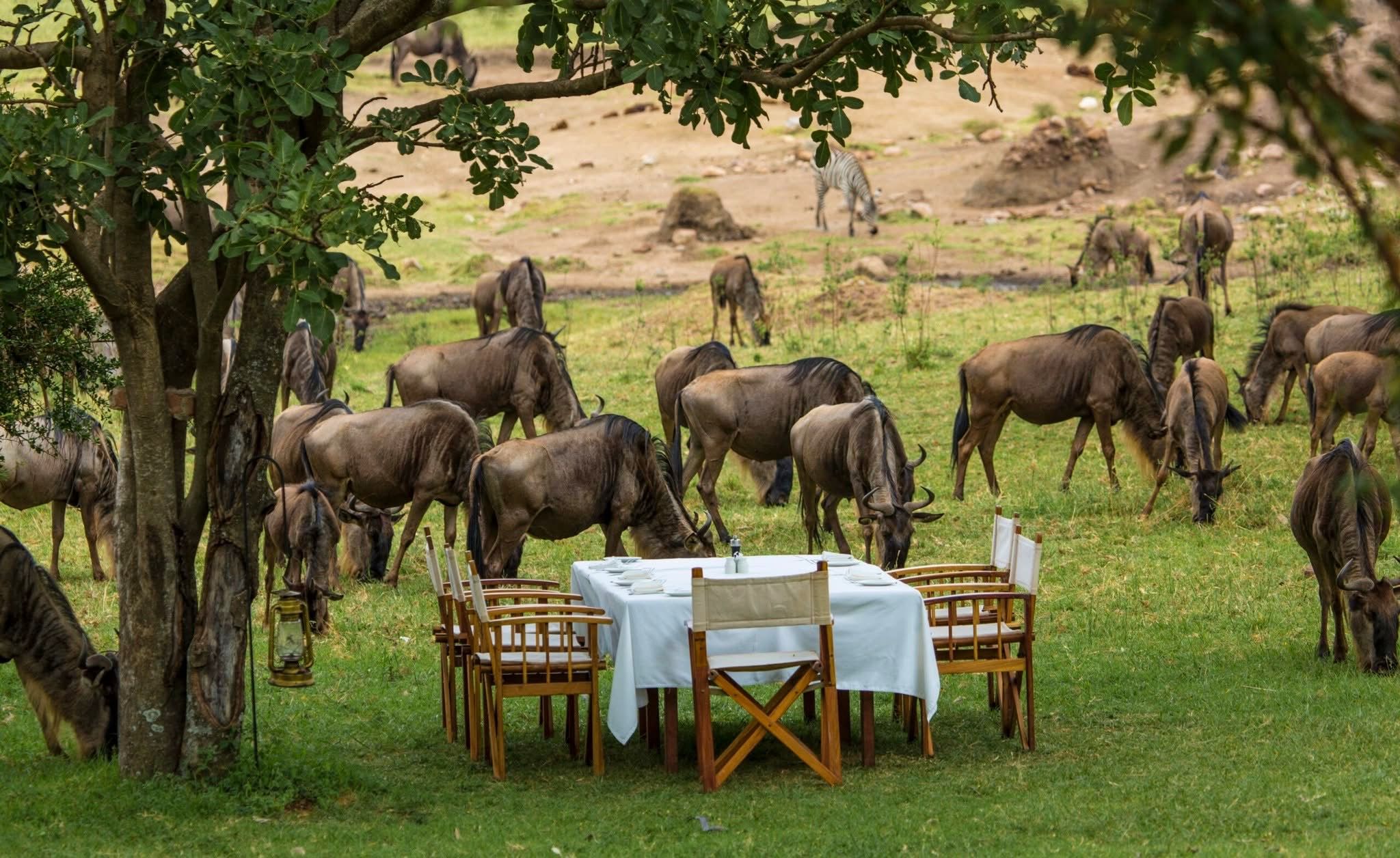 Bush dining