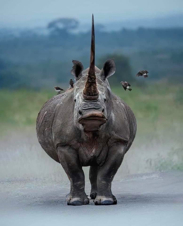 Endangered species