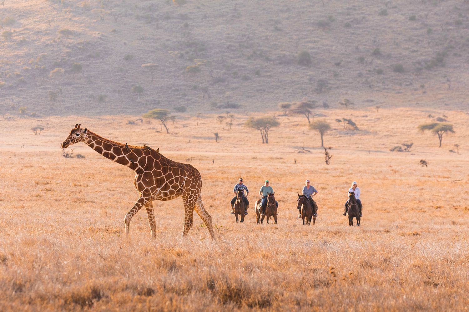 Horse riding safari