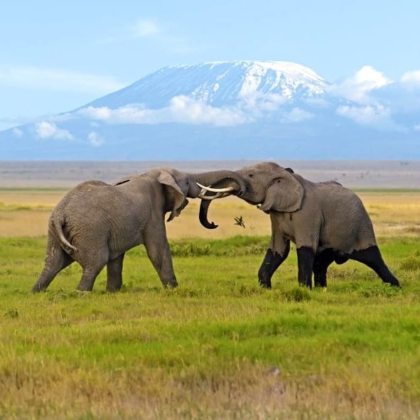 Amboseli National Park