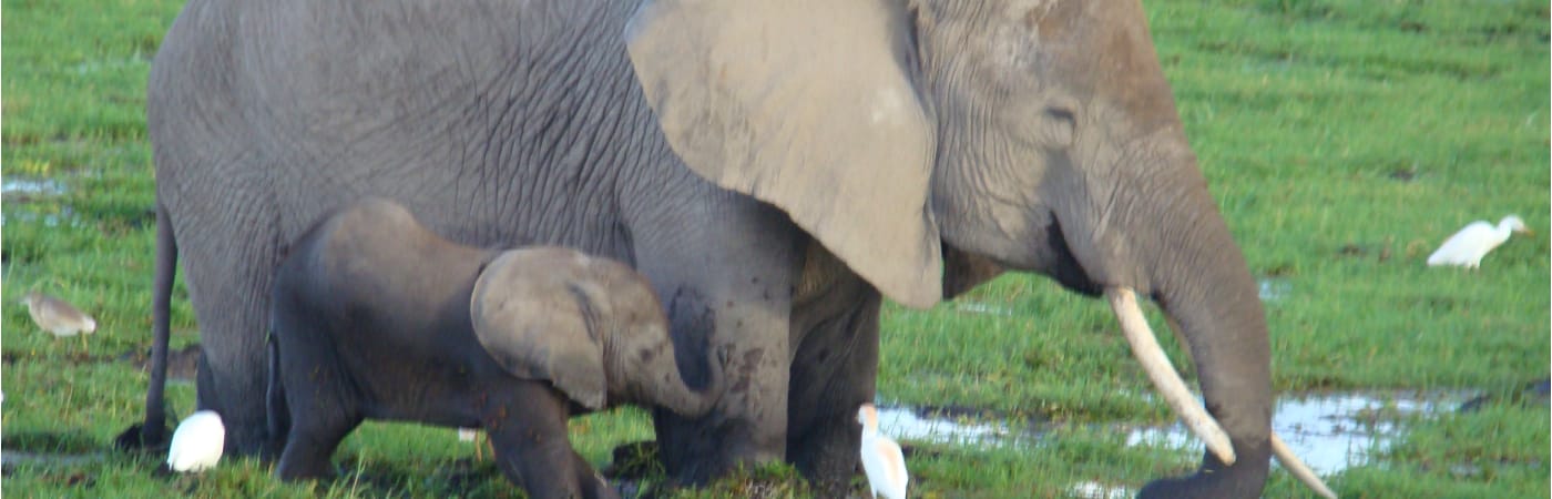 Amboseli 4