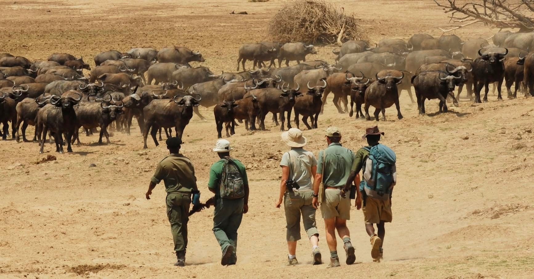 Walking Safaris