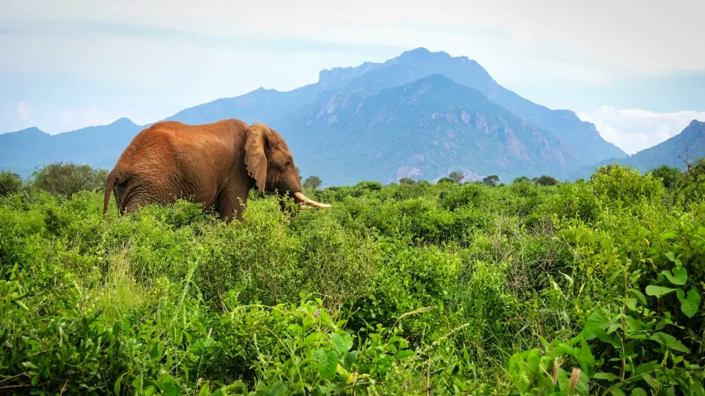 Tsavo National Park: East vs. West — Which to Choose?
