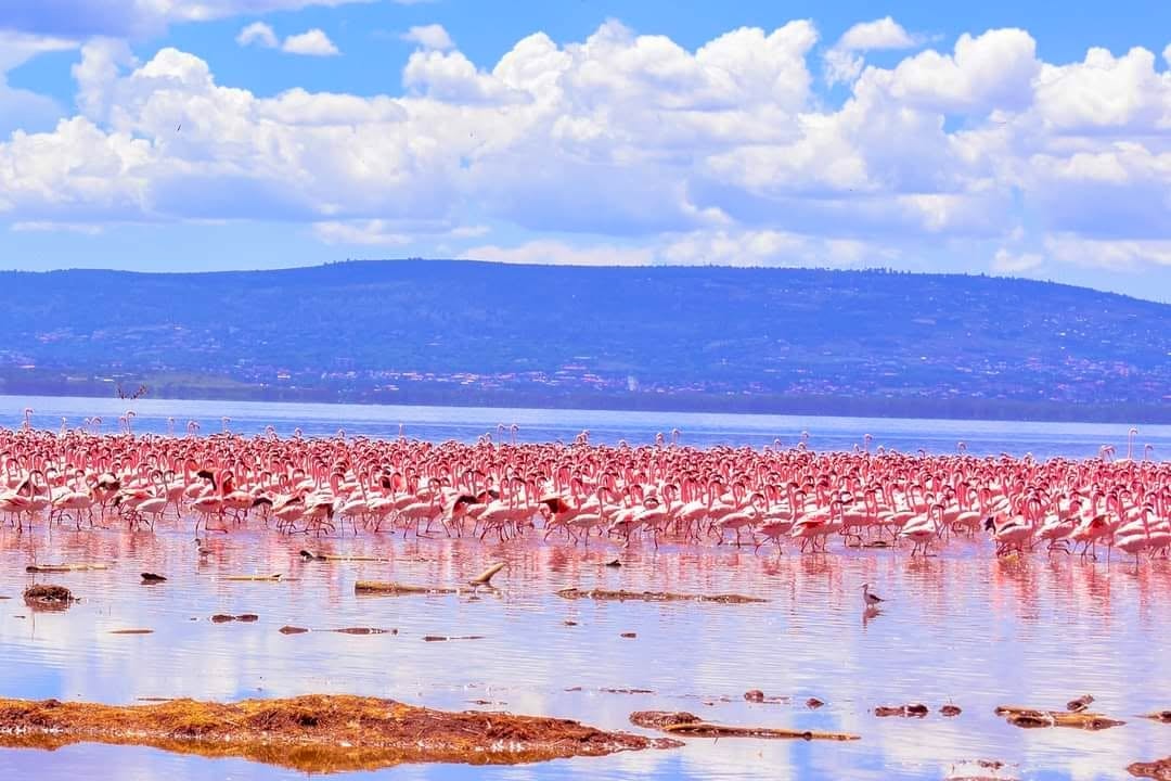 Lake Nakuru