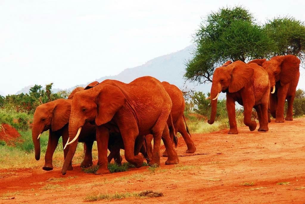 Tsavo