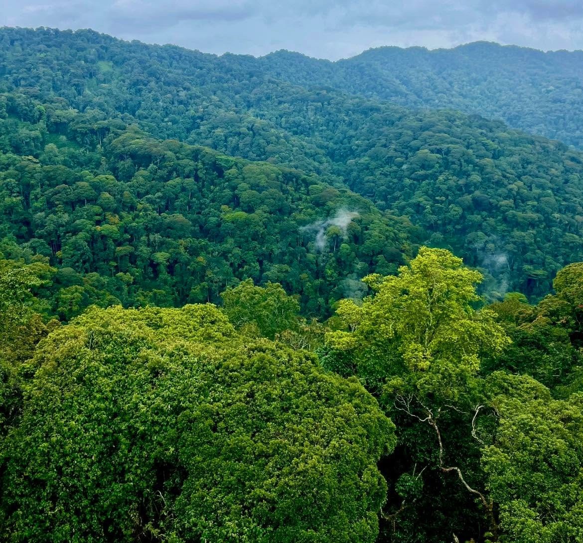 Nyungwe National Park