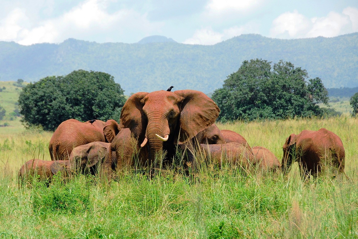 Kidepo Valley National Park