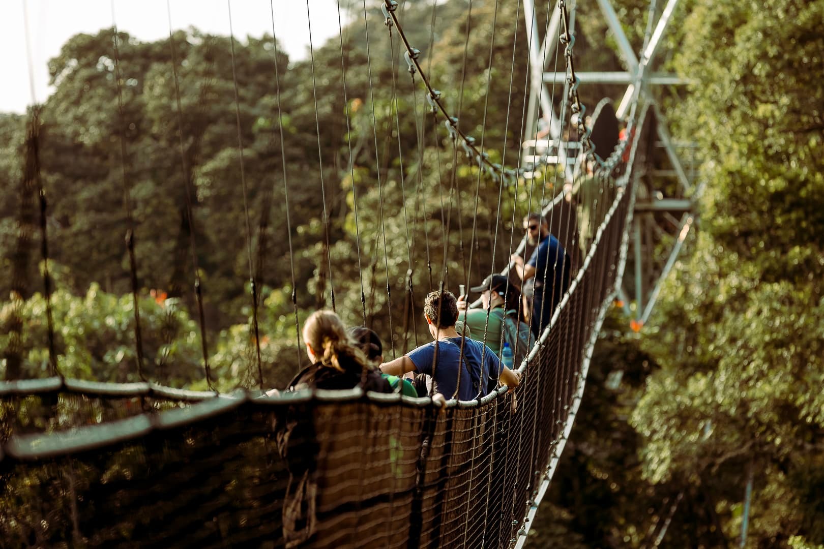 Canopy Walkways