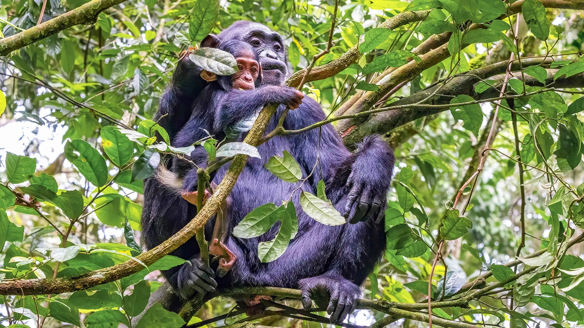 Kibale Forest National Park