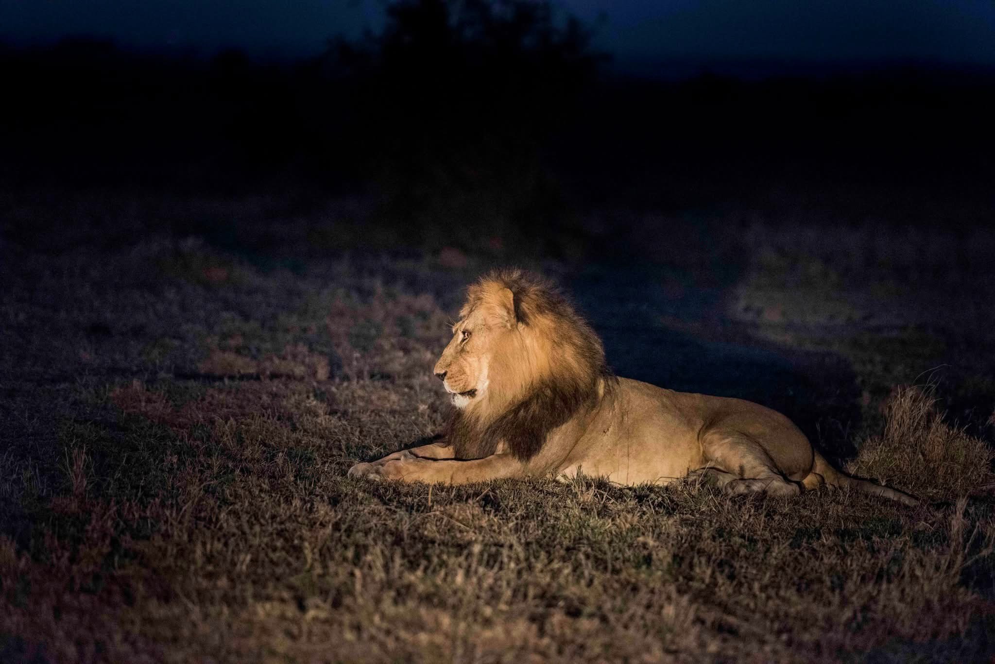 Night Game Drives