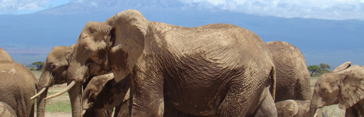 Amboseli National Park with elephants and Kilimanjaro