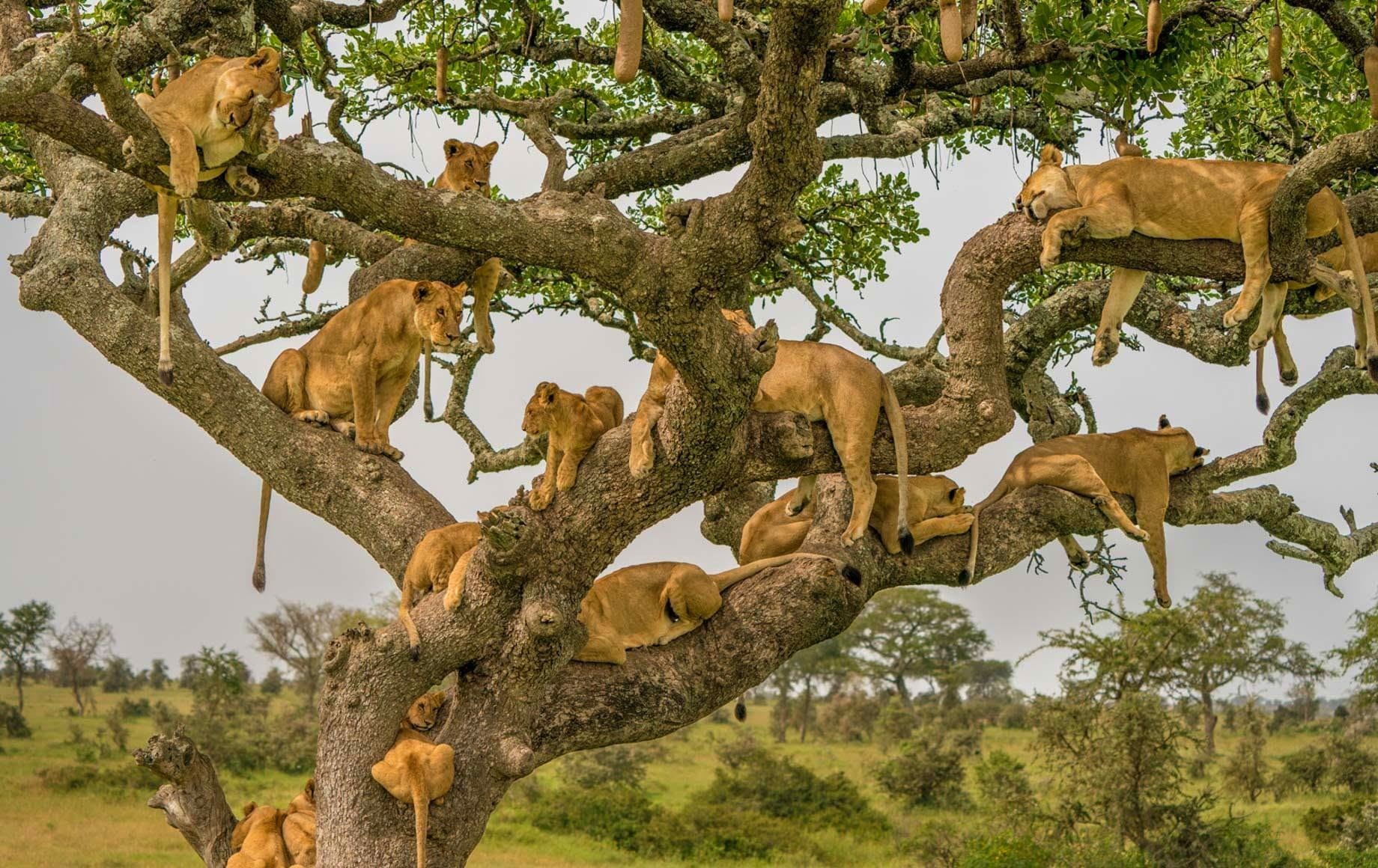 Your Partner in Extraordinary African Journeys